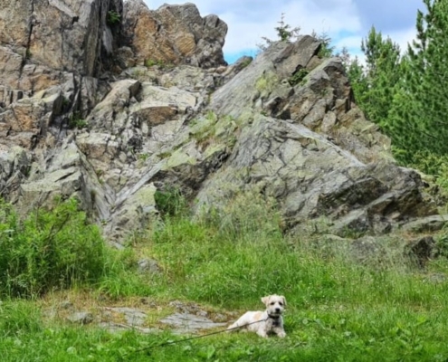 Hund am Felsen
