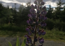 Lupine in Oberwiesenthal