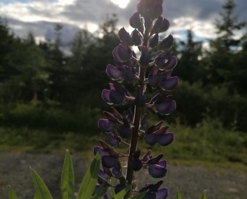 Lupine in Oberwiesenthal