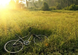 Fahrrad im Gras